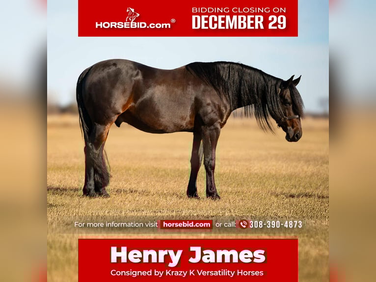 Friesian horses Mix Gelding 7 years 15 hh Bay-Dark in Grand Island