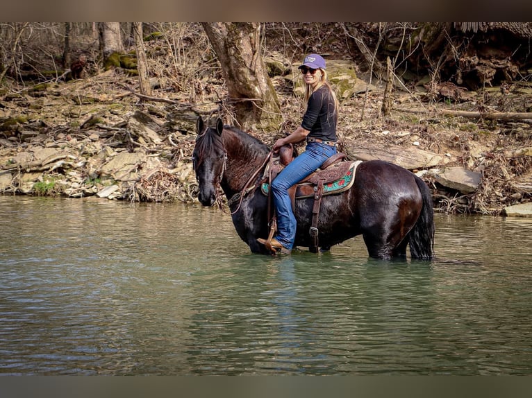 Friesian horses Gelding 7 years 15 hh Black in Hillsboro KY