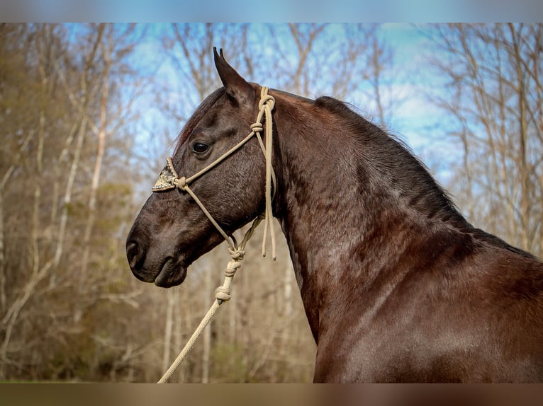 Friesian horses Gelding 7 years 15 hh Black in Hillsboro KY