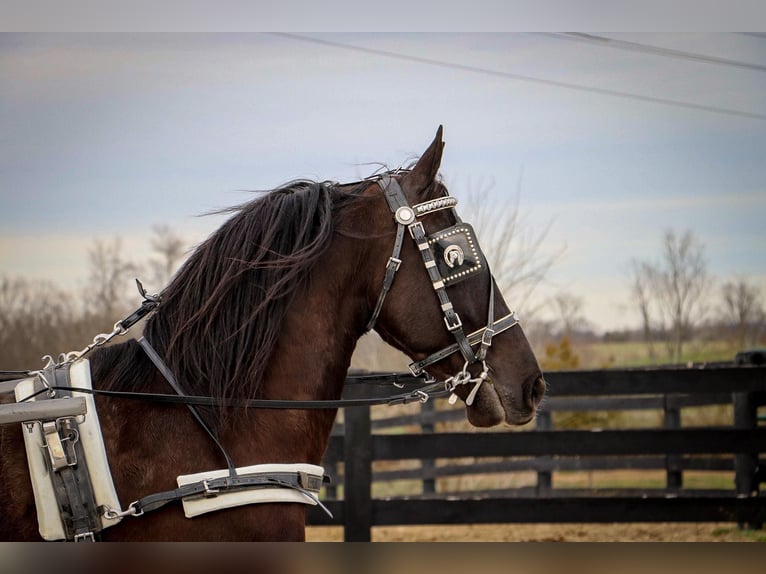 Friesian horses Gelding 7 years 15 hh Black in Hillsboro KY