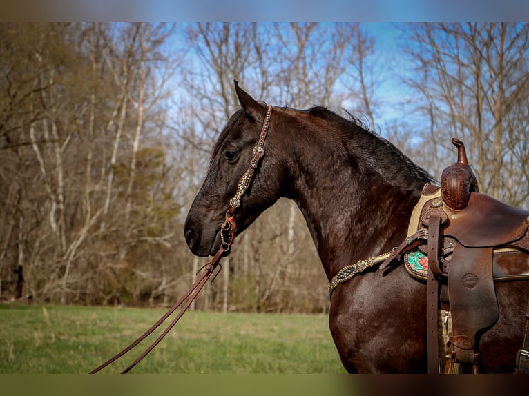 Friesian horses Gelding 7 years 15 hh Black in Hillsboro KY