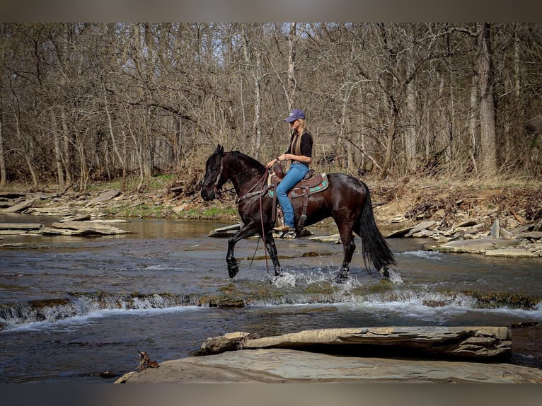 Friesian horses Gelding 7 years 15 hh Black in Hillsboro KY