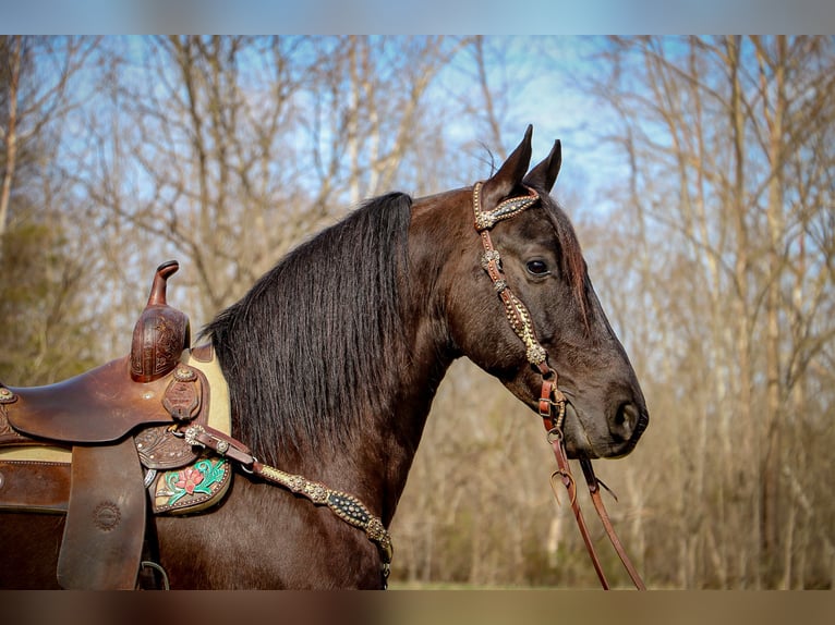 Friesian horses Gelding 7 years 15 hh Black in Hillsboro KY