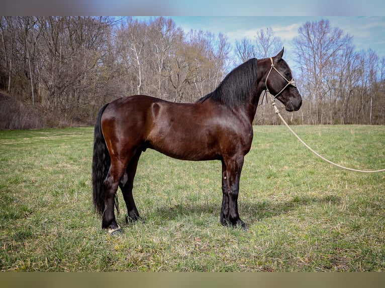 Friesian horses Gelding 7 years 15 hh Black in Hillsboro KY