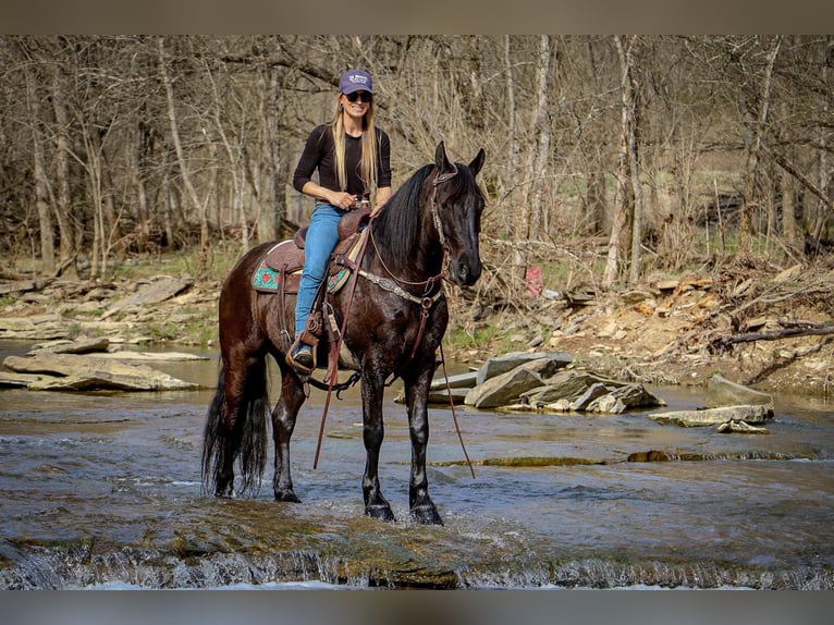 Friesian horses Gelding 7 years 15 hh Black in Hillsboro KY