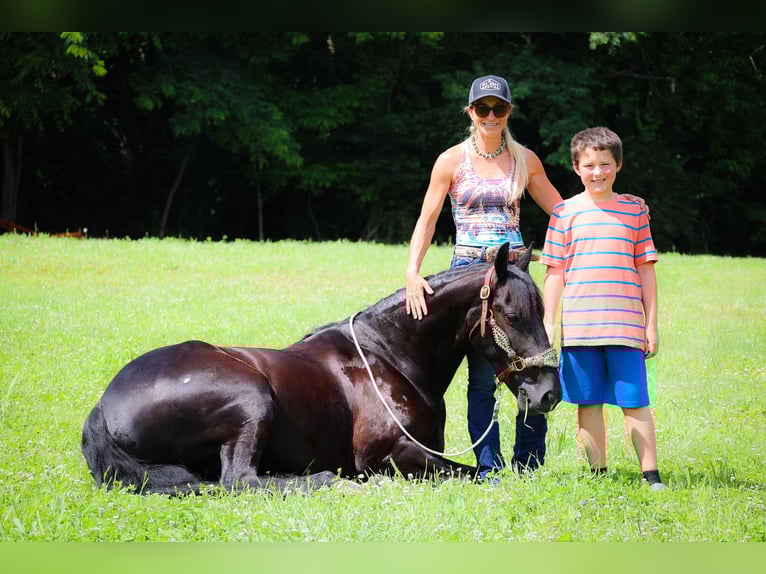 Friesian horses Gelding 7 years 15 hh Black in Flemingsburg KY