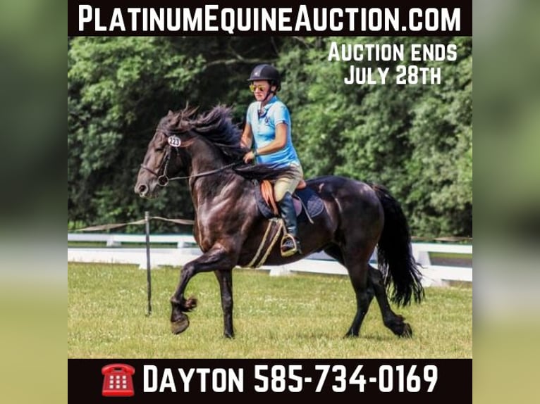 Friesian horses Gelding 7 years 15 hh Black in Warsaw NY