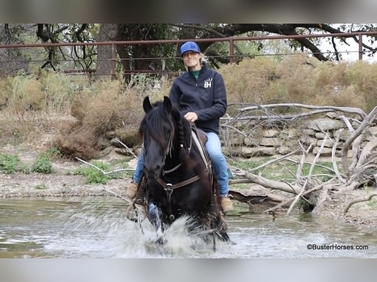 Friesian horses Gelding 7 years 15 hh Black in Stuart