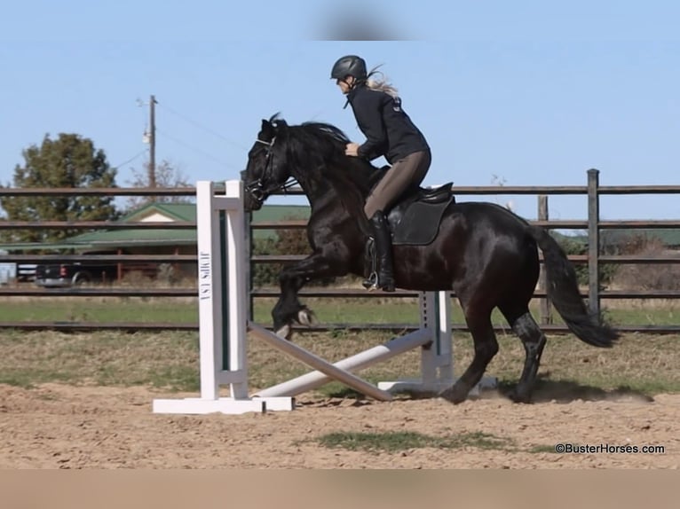 Friesian horses Gelding 7 years 15 hh Black in Stuart