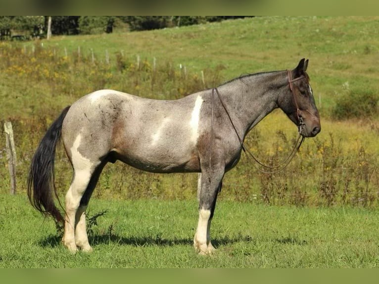 Friesian horses Gelding 7 years 15 hh Roan-Blue in Baker WV