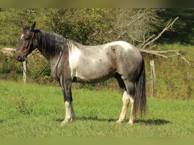 Friesian horses Gelding 7 years 15 hh Roan-Blue in Baker WV