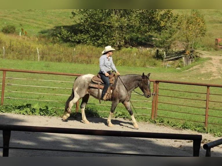 Friesian horses Gelding 7 years 15 hh Roan-Blue in Baker WV