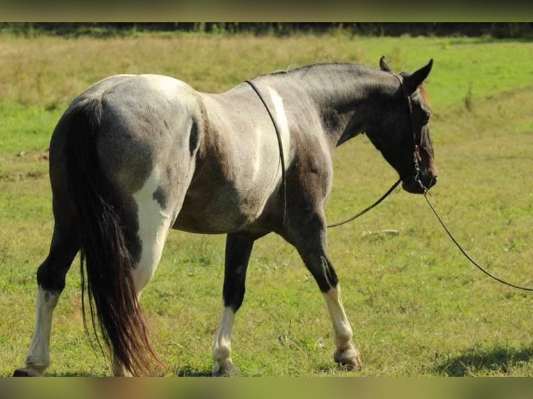 Friesian horses Gelding 7 years 15 hh Roan-Blue in Baker WV