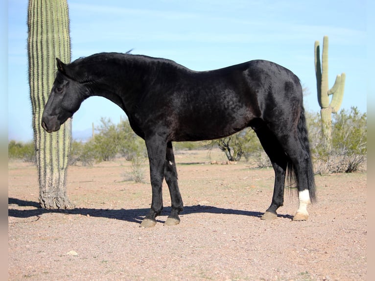 Friesian horses Mix Gelding 7 years 15,1 hh Black in Marana