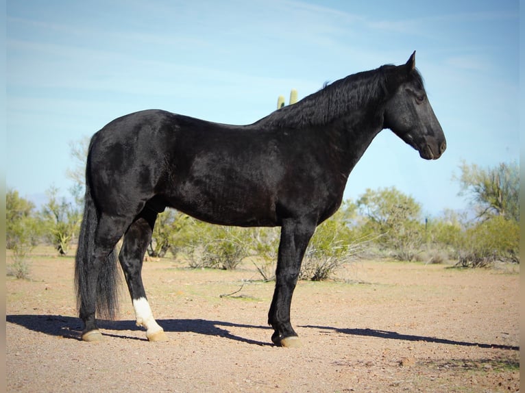 Friesian horses Mix Gelding 7 years 15,1 hh Black in Marana