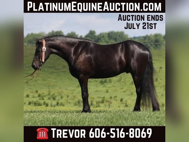 Friesian horses Gelding 7 years 15,1 hh Black in Parkers Lake KY