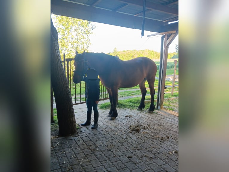 Friesian horses Mix Gelding 7 years 15,1 hh Brown in Gundelsheim