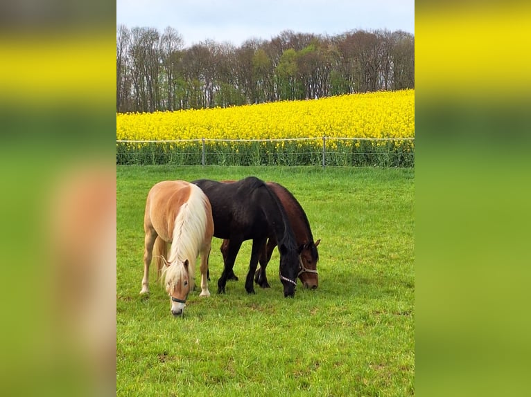Friesian horses Mix Gelding 7 years 15,1 hh Brown in Gundelsheim