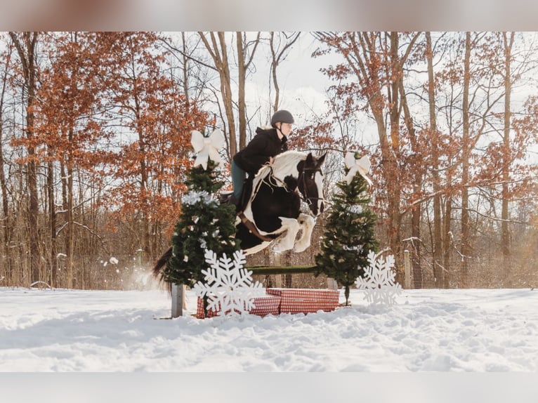 Friesian horses Mix Gelding 7 years 15,1 hh Pinto in Howell