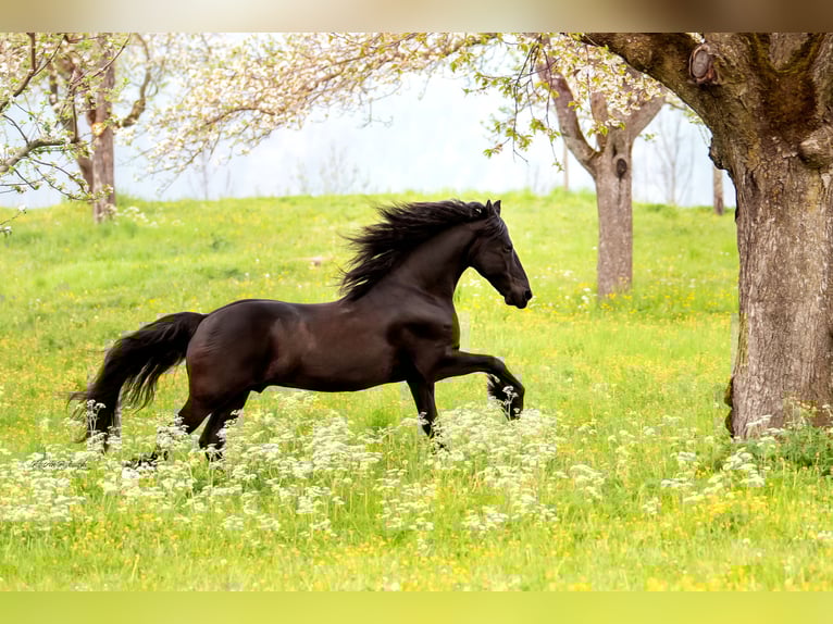 Friesian horses Gelding 7 years 15,3 hh Black in Chur