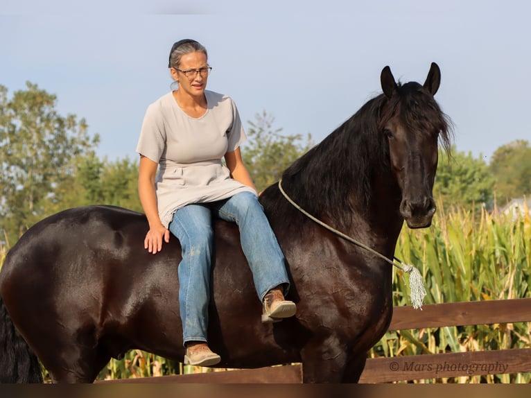 Friesian horses Gelding 7 years 15,3 hh Black in Sugarcreek