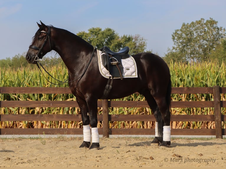 Friesian horses Gelding 7 years 15,3 hh Black in Sugarcreek