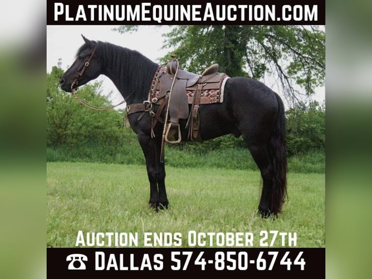 Friesian horses Gelding 7 years 15,3 hh Black in North Judson IN