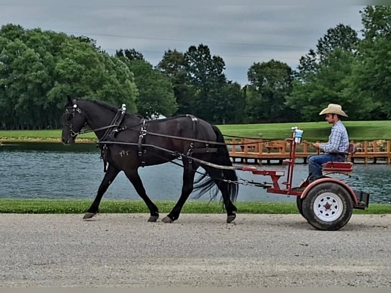 Friesian horses Gelding 7 years 16,1 hh Black in Robards, KY