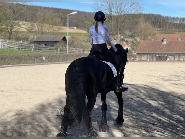 Friesian horses Gelding 7 years 16,1 hh Black in Perchtoldsdorf