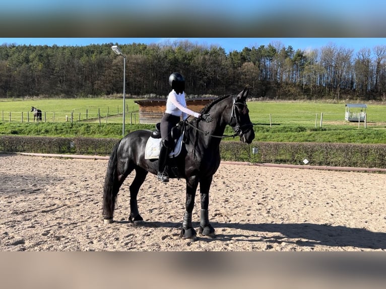 Friesian horses Gelding 7 years 16,1 hh Black in Perchtoldsdorf