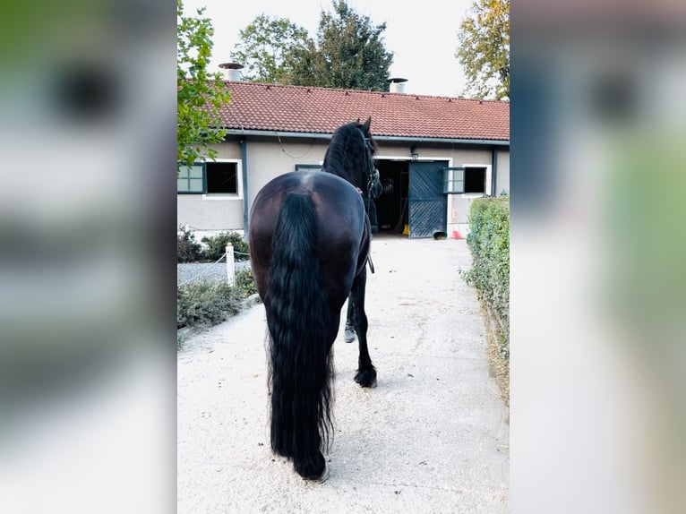 Friesian horses Gelding 7 years 16,1 hh Black in Perchtoldsdorf