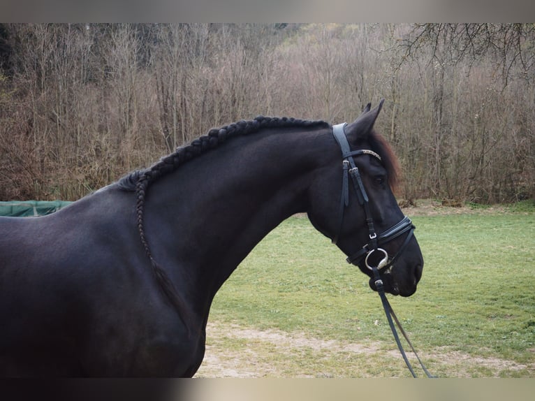 Friesian horses Gelding 7 years 16,1 hh Black in Perchtoldsdorf
