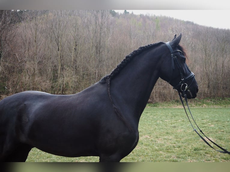 Friesian horses Gelding 7 years 16,1 hh Black in Perchtoldsdorf