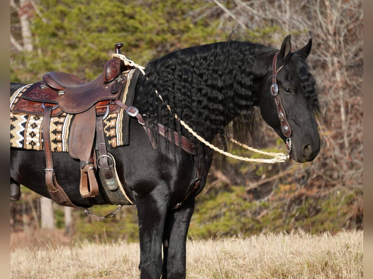 Friesian horses Gelding 7 years 16,1 hh Black in Fresno