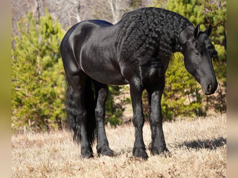 Friesian horses Gelding 7 years 16,1 hh Black in Fresno