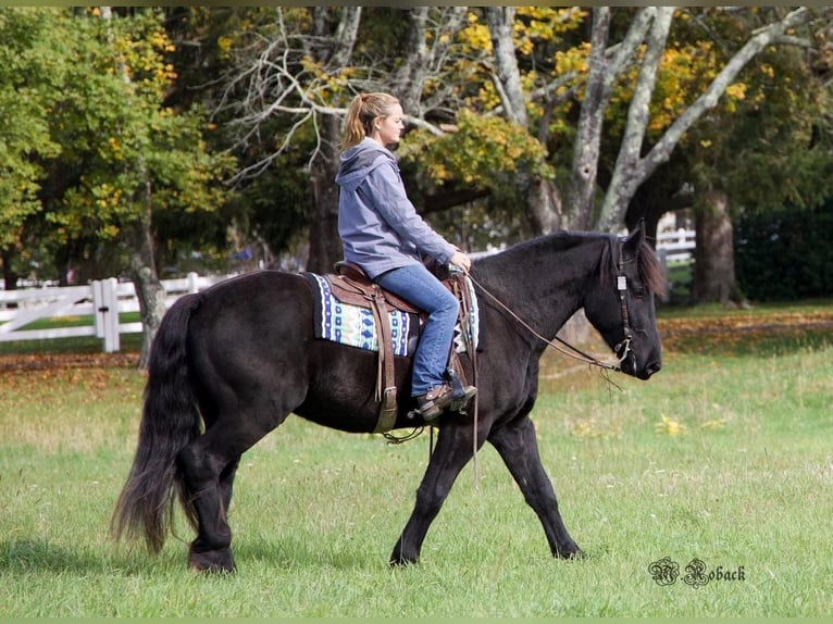 Friesian horses Gelding 7 years 16,1 hh Black in Rochester MA