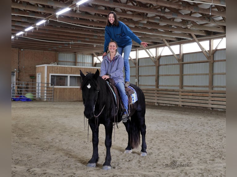 Friesian horses Gelding 7 years 16,1 hh Black in Rochester MA