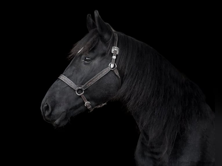 Friesian horses Gelding 7 years 16,1 hh Black in Rochester MA