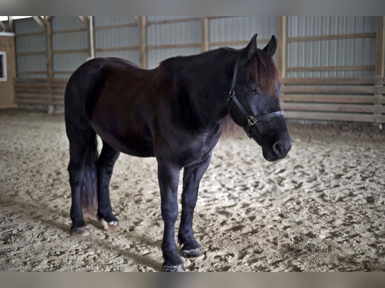 Friesian horses Gelding 7 years 16,1 hh Black in Rochester MA