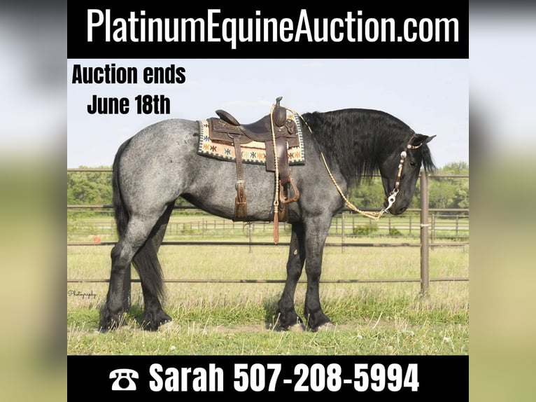 Friesian horses Gelding 7 years 16,1 hh Roan-Blue in Oelwein IA