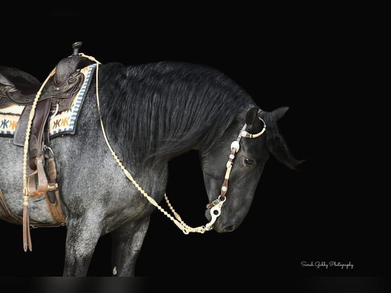 Friesian horses Gelding 7 years 16,1 hh Roan-Blue in Oelwein IA