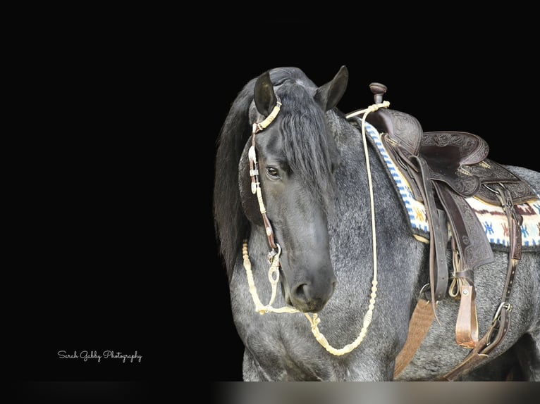 Friesian horses Gelding 7 years 16,1 hh Roan-Blue in Oelwein IA