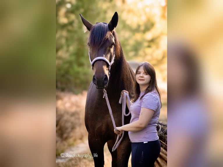 Friesian horses Mix Gelding 7 years 16.2 hh Bay-Dark in Finsterwalde