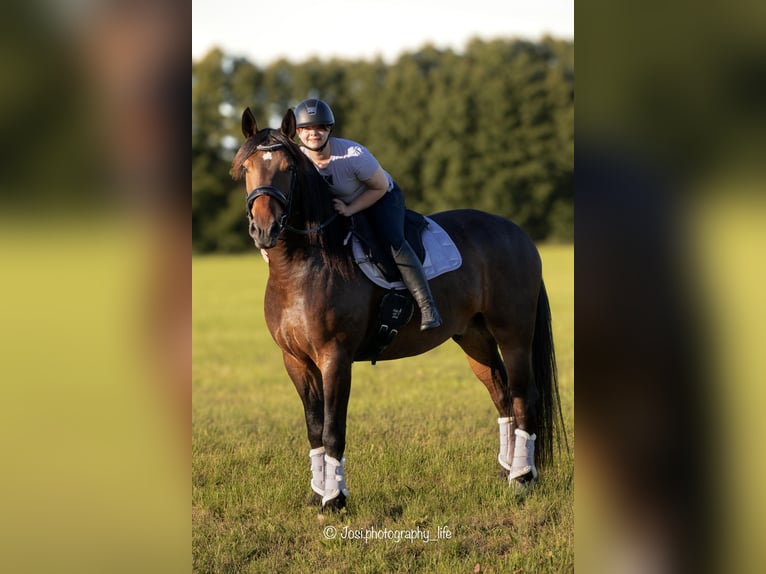 Friesian horses Mix Gelding 7 years 16.2 hh Bay-Dark in Finsterwalde