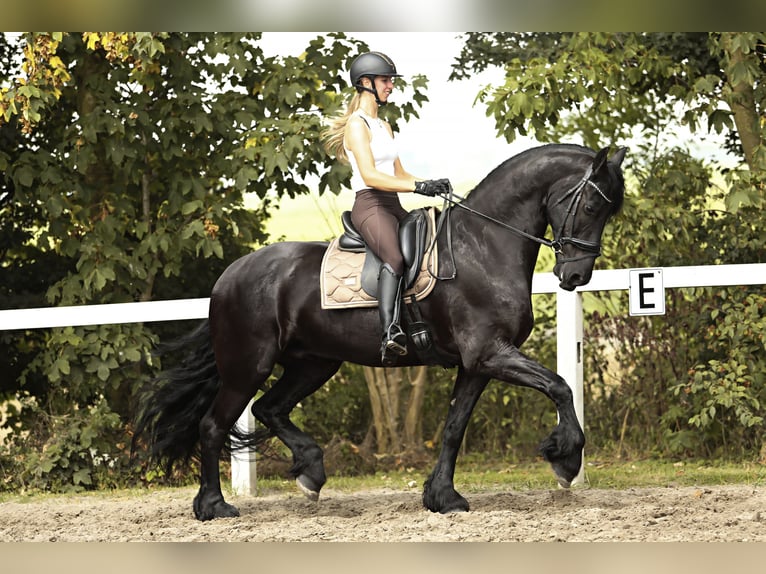 Friesian horses Gelding 7 years 16,2 hh Black in Britswert