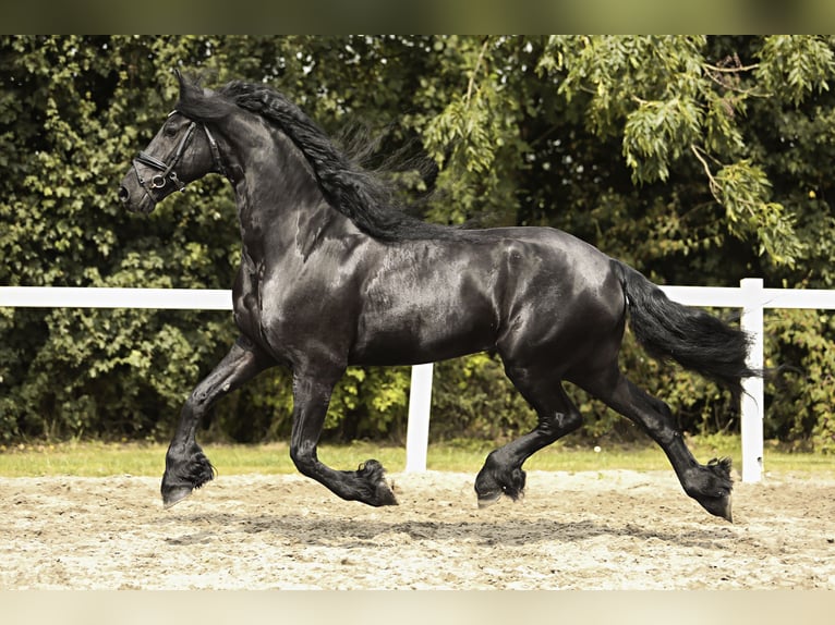 Friesian horses Gelding 7 years 16,2 hh Black in Britswert