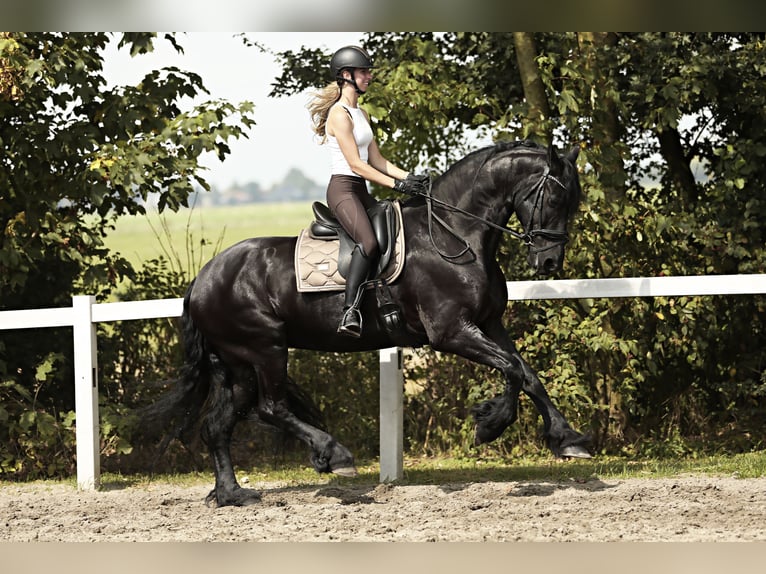 Friesian horses Gelding 7 years 16,2 hh Black in Britswert