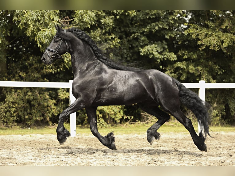 Friesian horses Gelding 7 years 16,2 hh Black in Britswert