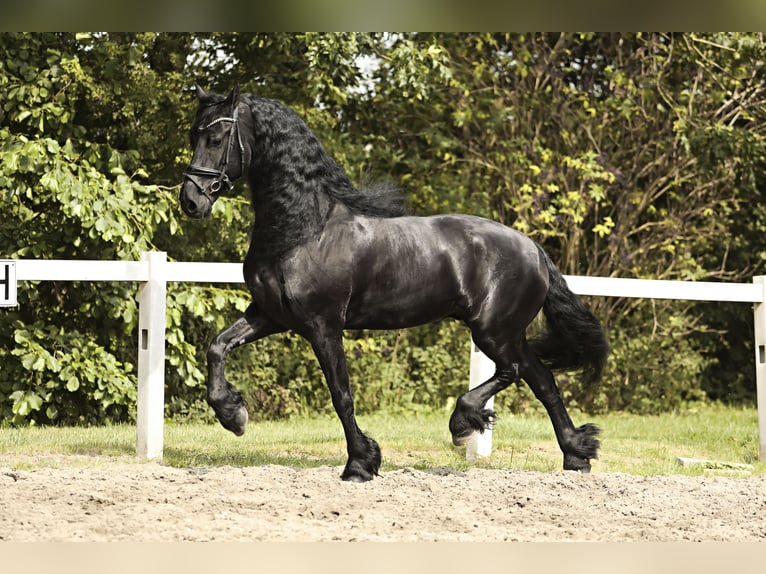 Friesian horses Gelding 7 years 16,2 hh Black in Britswert