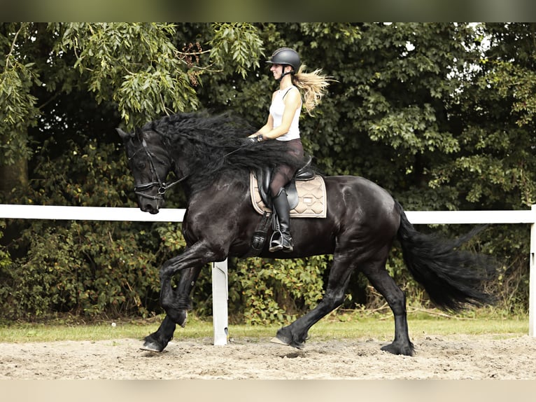 Friesian horses Gelding 7 years 16,2 hh Black in Britswert